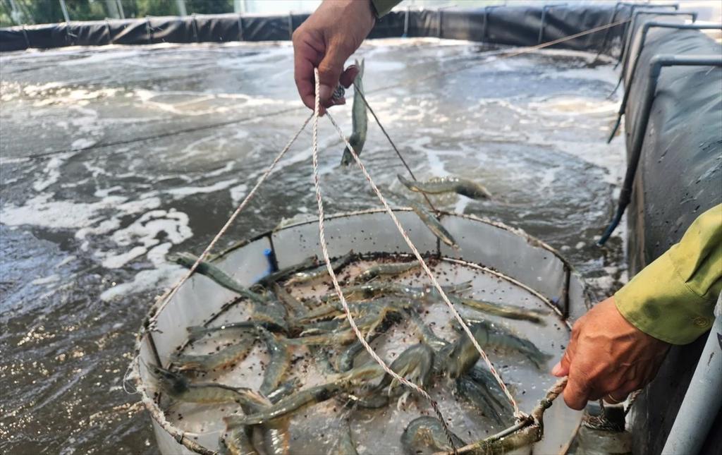 Quang Tri proactively schedules crop seasons and strengthens disease prevention in shrimp farming